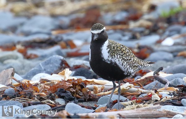 Photo of Pluvialis fulva